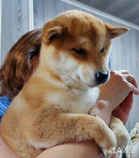 Щенки сиба шиба ину