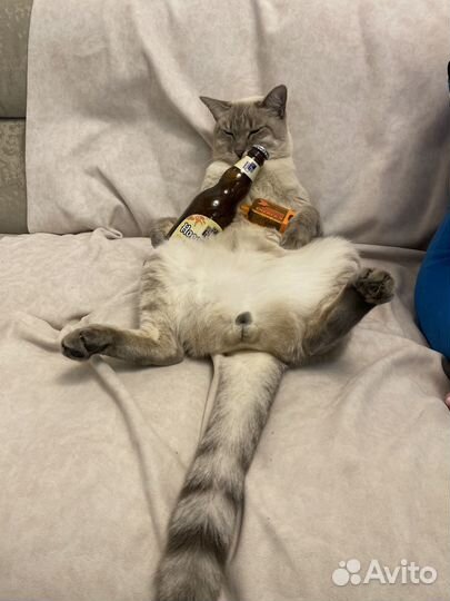 Кот ищет кошку