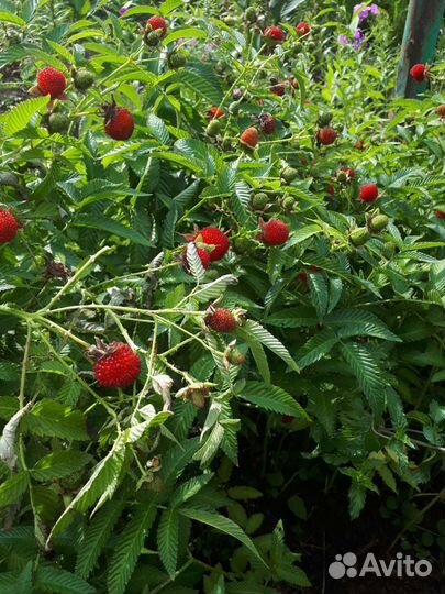 Тибетская малина розолистная