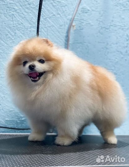 Груминг. Стрижка собак и кошек