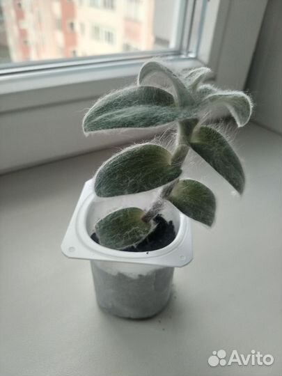 Традесканция