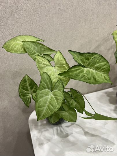 Сингониумы разные