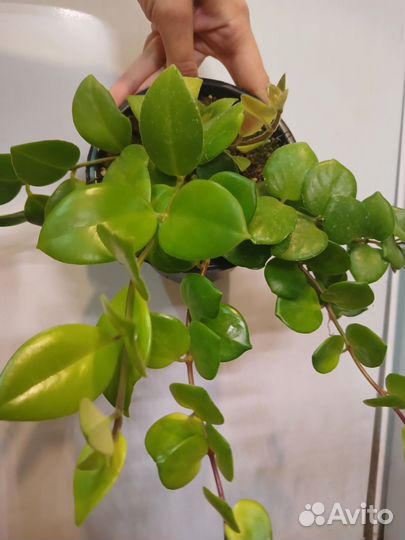 Эсхинантус в горшке 2 вида