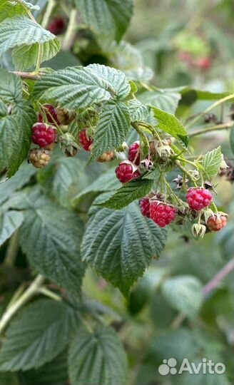 Малина разные сорта