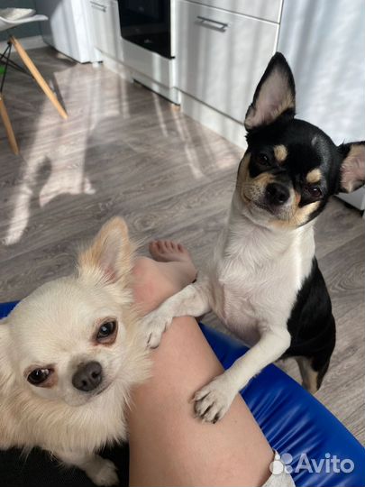 Щенки чихуахуа