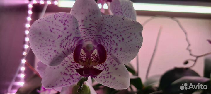 Орхидея фаленопсис