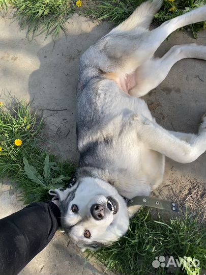 Хаски в добрые руки