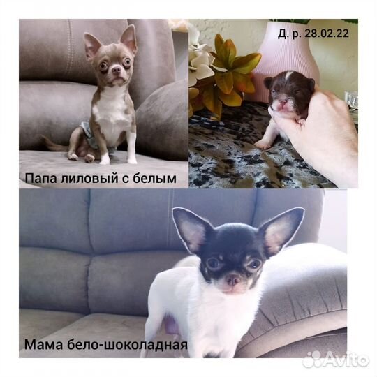 Вязка кобель чихуахуа