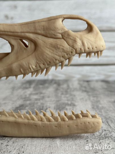 Череп динозавра Велоцираптора