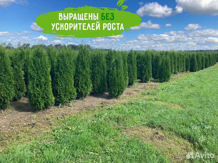 Саженцы хвойной Туи Смарагд 180-200 см