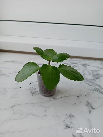 Каланхоэ, Каландива, комнатные цветы