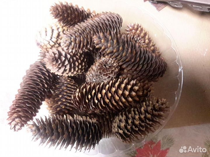 Шишка сосновая еловая декор