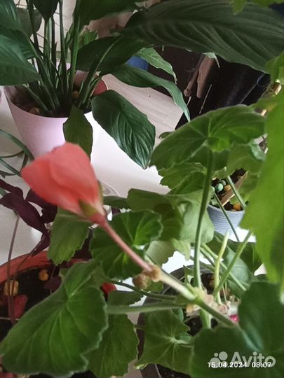 Пеларгония герань, и Жасмин Забронирован до 18.04