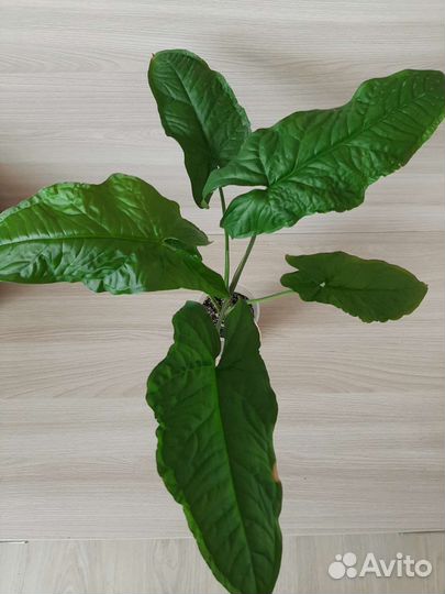 Сингониум Австралия