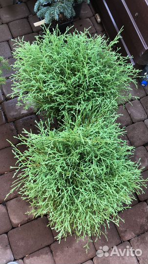 Туя мистер боулинг болл