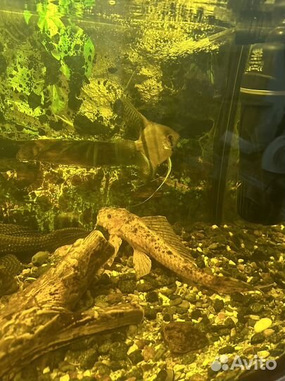 Аквариум с рыбами