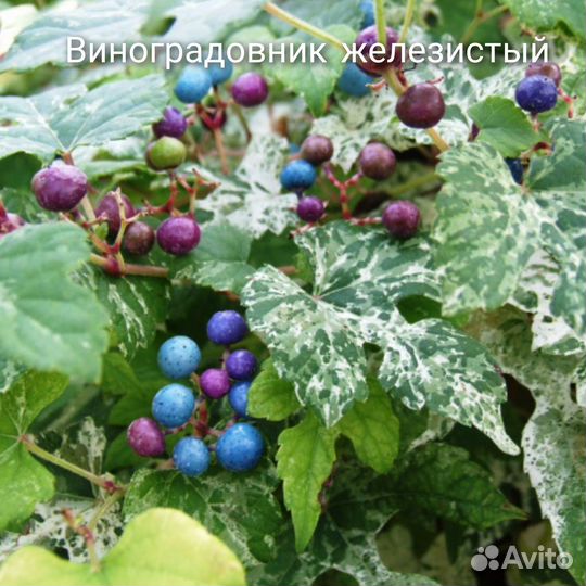 Глициния, горец, Виноградовник,клематис,жимолость