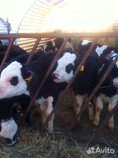 Бычки телята