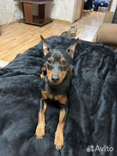 Вязка цвергпинчер