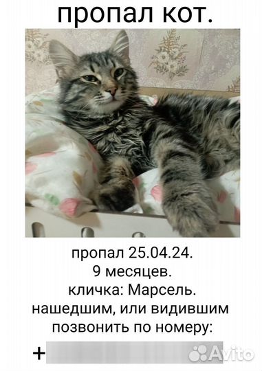 Кошка