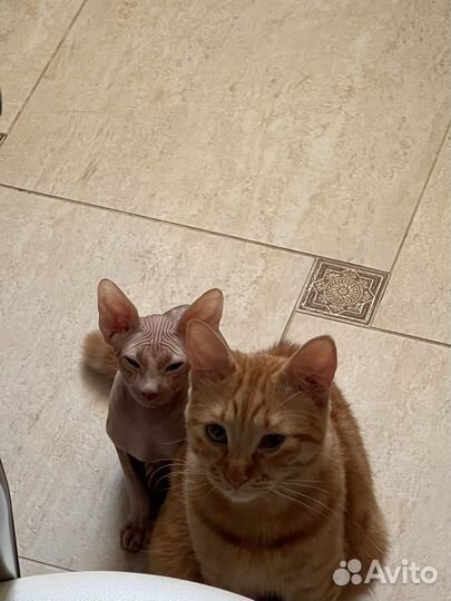 Отдаю котика в добрые руки