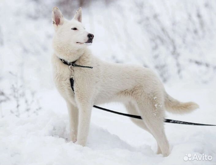 Собака Катрина