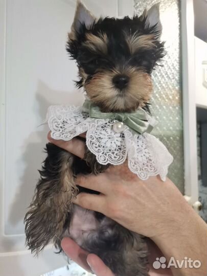 Супер мальчик baby фейс с документами