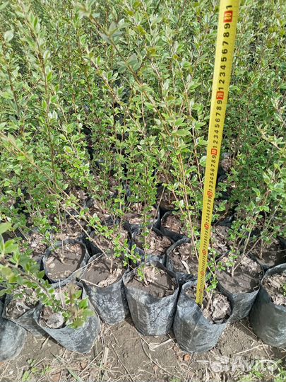 Кизилник в контейнере