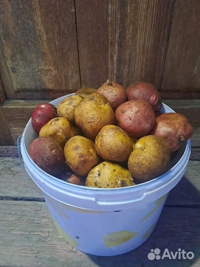 Продам картофель домашний