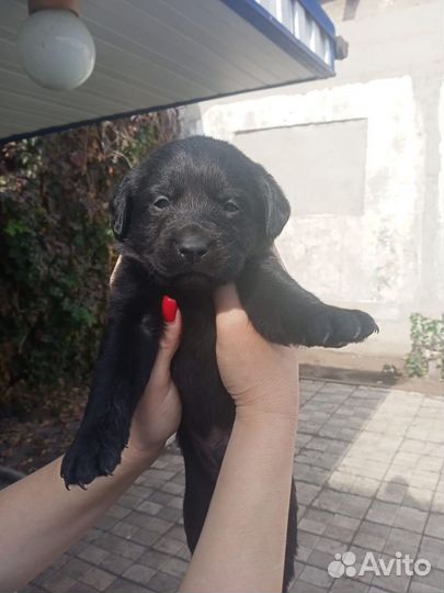 Щенки лабрадора