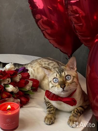 Бенгальский кот вязка свободен