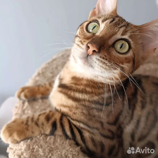 Бенгальская девочка