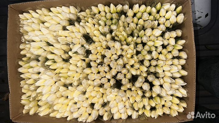 Букеты тюльпан и доставки