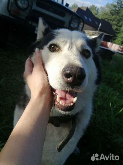 Выгул собак/Выгульщик