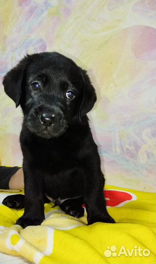 Щенки лабрадора