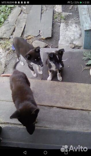 Щенки даром