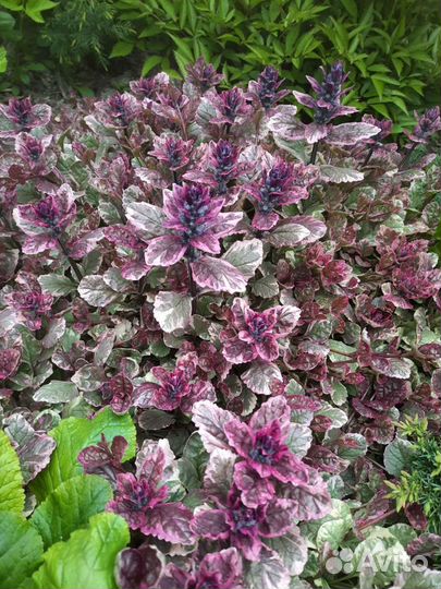 Живучка ползучая