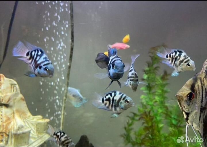 Аквариумные рыбки попугай