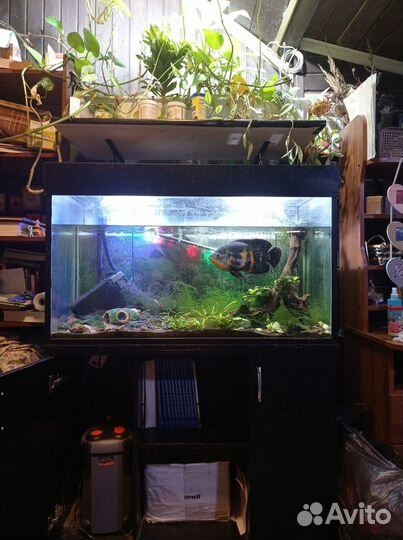 Аквариум