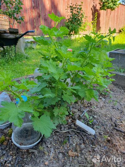 Крыжовник, черная смородина, саженцы