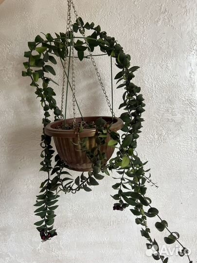 Эсхинантус Раста