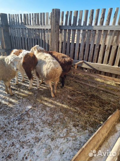 Курдючные бараны овцы