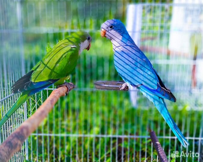 Попугай ожереловый кольчатый и другие