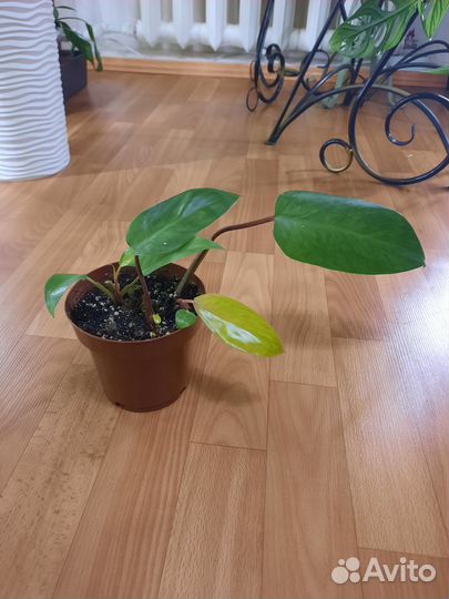 Филодендрон