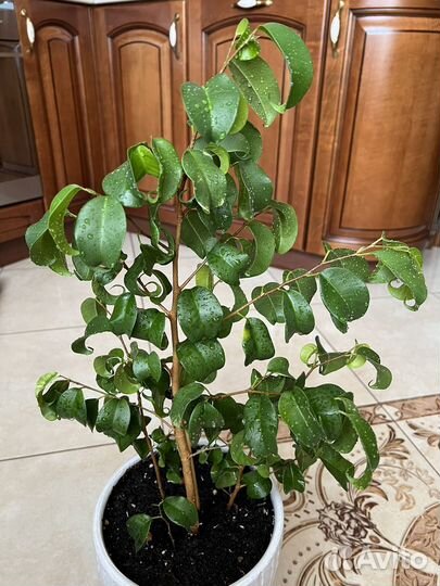 Фикус Барок/Фикус Ирэн