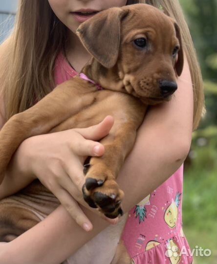Щенки немецкого/ стандартного пинчера