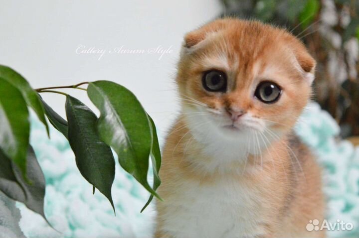 Шотландский вислоухий мальчик золотого окраса