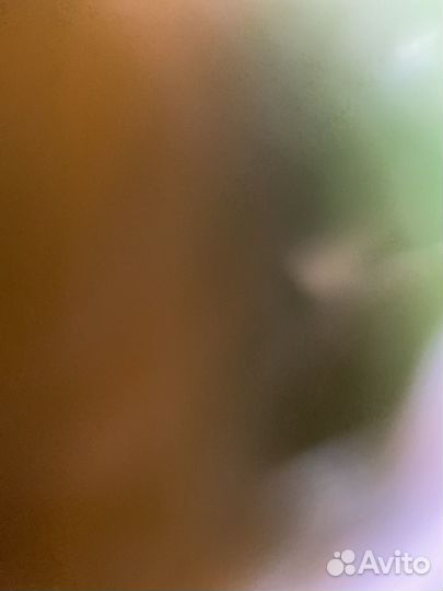 Фикус эластика