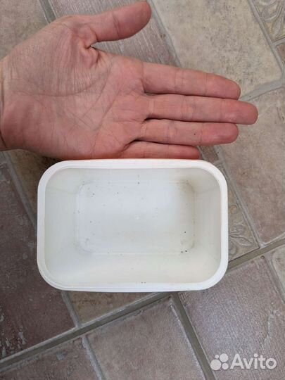 Очитки почвопокровные