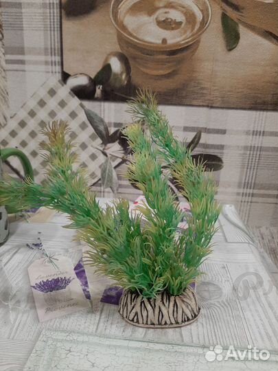 Растение в аквариум